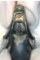 Figure 27: Necrosis of the junction of the rhinotheca and the oral mucosa in a cockatoo with advanced PBFD