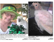 Figure 28: Tookie, diagnosed with PBFD and beginning to show visible signs. (Image by Debi Pearson, courtesy Beautyofbirds.com. Used with permission.)  Figure 29: 2013 update. Tookie, at 4 years old (Photo by Debi Pearson, courtesy BeautyofBirds.com). Used with permission)