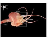 Figure 3: The Bursa of Fabricius is found attached to the colon; this image is of a chicken.