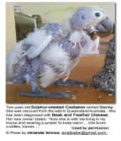 Figure 30: Two-year-old sulphur-crested cockatoo, rescued from the wild in Queensland, Australia.