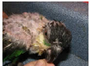 ​​​​​​​Figure 32: Caique with PBFD. It lived for 7 years. 