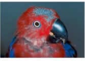 Figure 7: This female eclectus parrot (Eclectus roratus) is losing her normal head and facial feathers, and the follicles are not regenerating. This has resulted in dysplastic (abnormal) feather stumps.