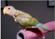 Figure 8: A peach-faced lovebird exhibiting advanced clinical signs of feather loss and color changes. (Image courtesy Brian Speer.)