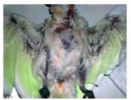 Figure 9: Feather destruction from the circovirus. (Image courtesy Avian Biotech)