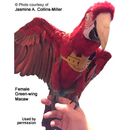 Female Green-wing Macaw wearing an EZ Bird Harness
