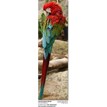 Red-and-green Macaw (Ara chloropterus), also known as the Green-winged Macaw