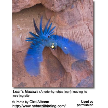 Lear's Macaws (Anodorhynchus leari) leaving its nesting site