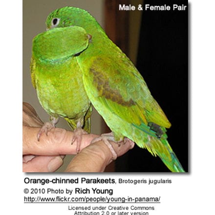 Orange-chinned Parakeet, Brotogeris jugularis