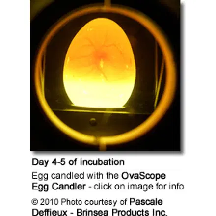 OvaScope High Intensity egg scope egg candler