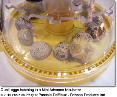 Quail eggs hatching in a Mini Advance Incubator