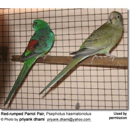 Red-rumped Parrot Pair, Psephotus haematonotus