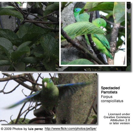 Spectacled Parrotlets 