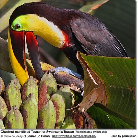 Chestnut-mandibled Toucan or Swainson's Toucan (Ramphastos swainsonii)