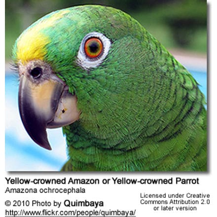 Yellow-crowned Amazon or Yellow-crowned Parrot 