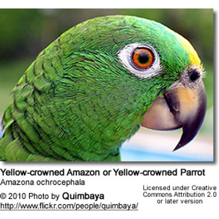 Yellow-crowned Amazon Parrot aka Yellow-fronted Amazon (Amazona ocrocephala ocrocephala)