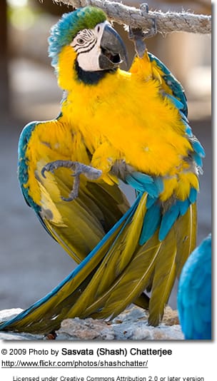 Blue and Yellow Macaw hanging around