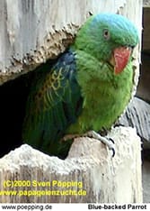 Blue-backed Parrot