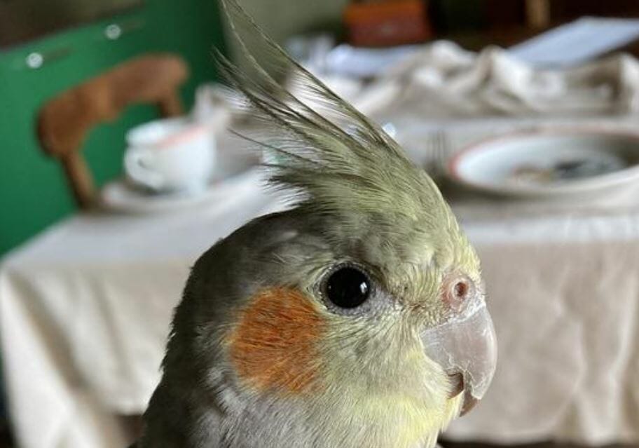 Can Cockatiels Drink Milk? Chocolate, Hemp, Soy and Coconut Examined!