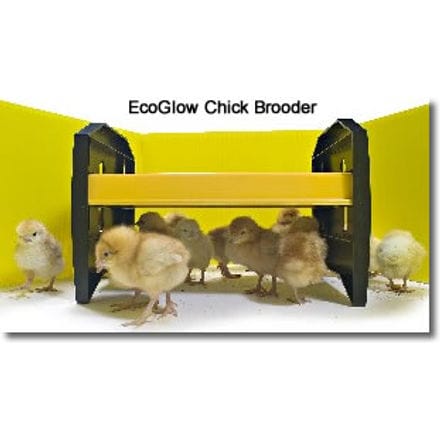 Eco Glow Chick Brooder