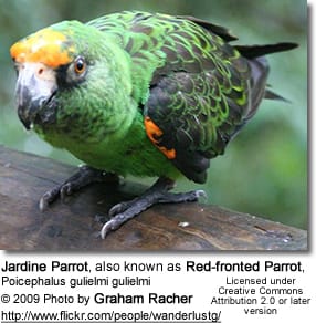 Jardine's Parrot