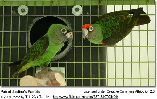 Jardine's Parrots