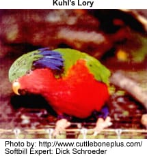 Kuhl's Lory
