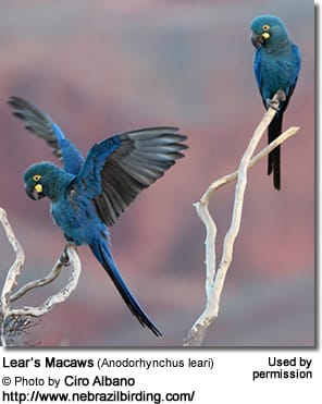 Lear's Macaw by Robin Chen