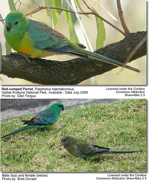 Red-rumped Parakeets