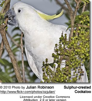 Sulphur-crested Cockatoo eating