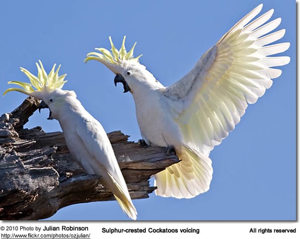Sulphur-crested Cockatoos voicing