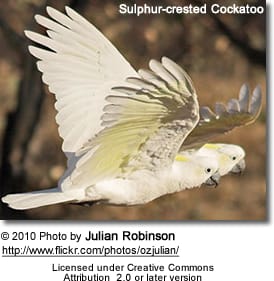 Sulphur-crested Cockatoos in flight
