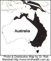 Sulphur Crested Cockatoos