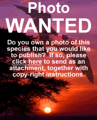 Photo Wanted