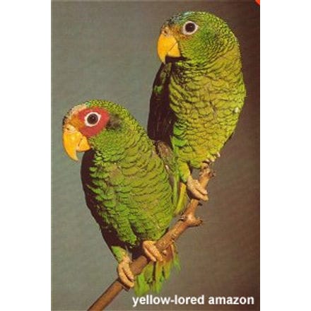Yellow-lored Amazon