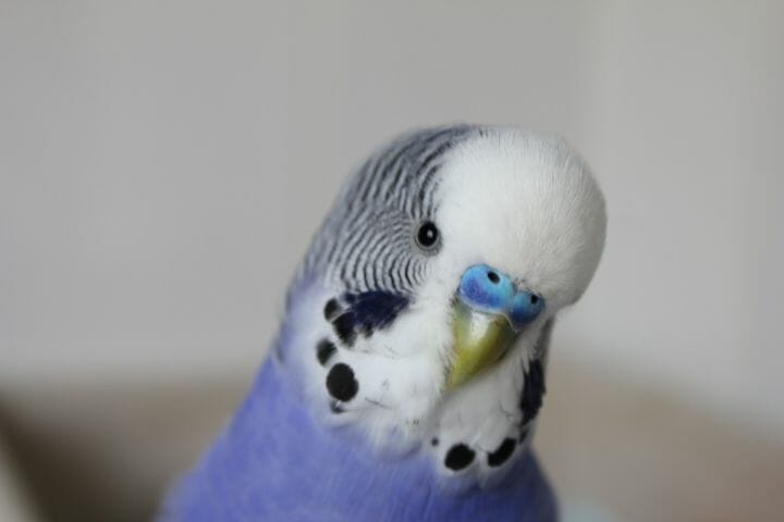 Budgie Cere Bleeding - What To Do?
