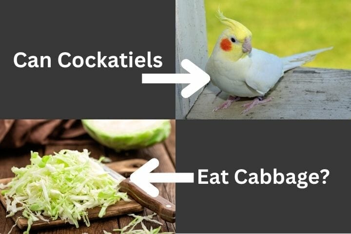 Can Cockatiels Eat Cabbage