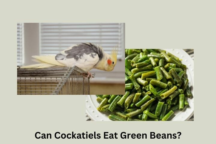 Can Cockatiels Eat Green Beans