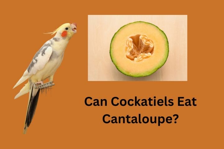 Can Cockatiels Eat Cantaloupe