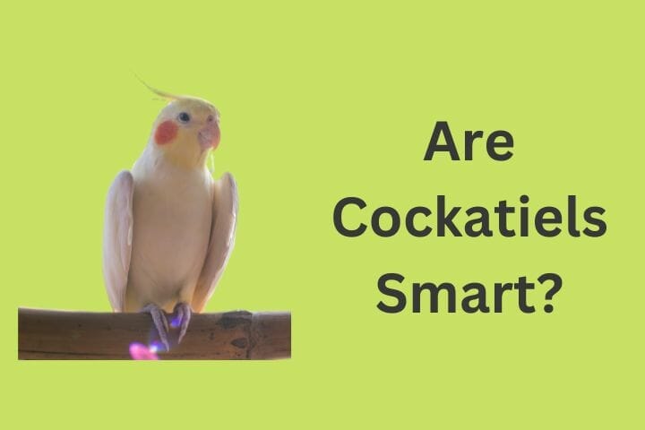 Cockatiel Intelligence - Are Cockatiels Smart