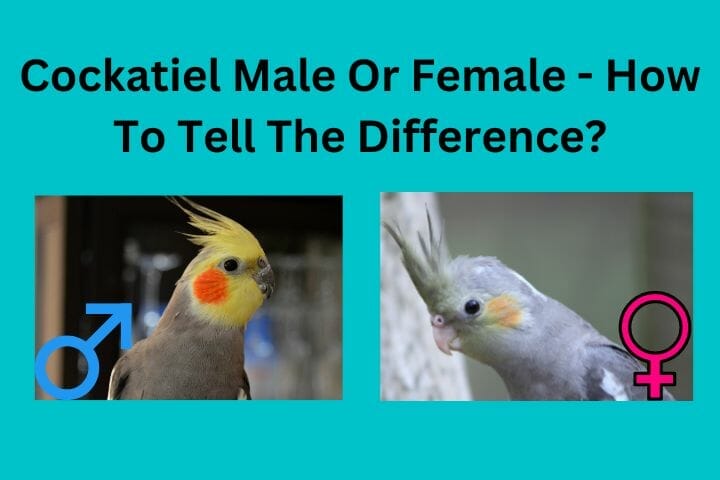 Cockatiel Male Or Female How To Tell The Difference 