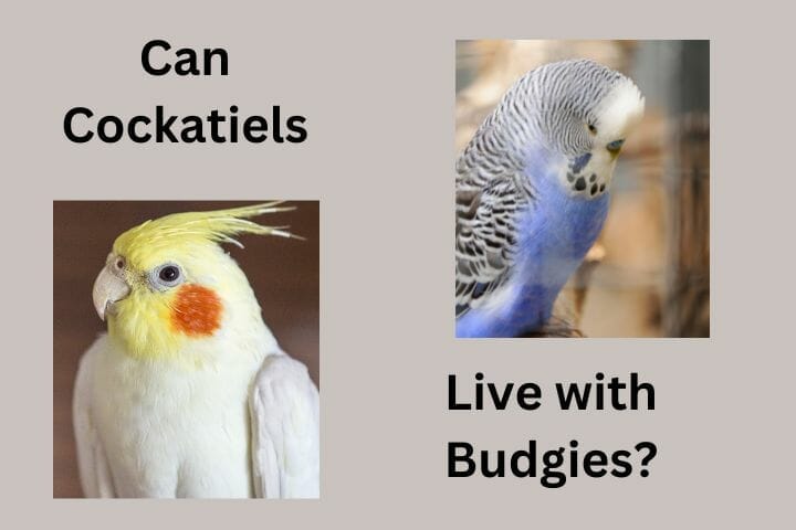 Can Cockatiels Live With Budgies? Or, Never Shall The Twain Meet?