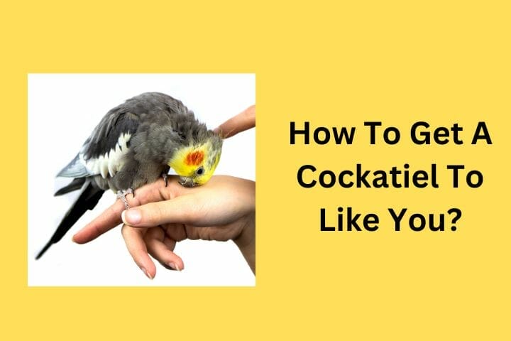 How To Get A Cockatiel To Like You