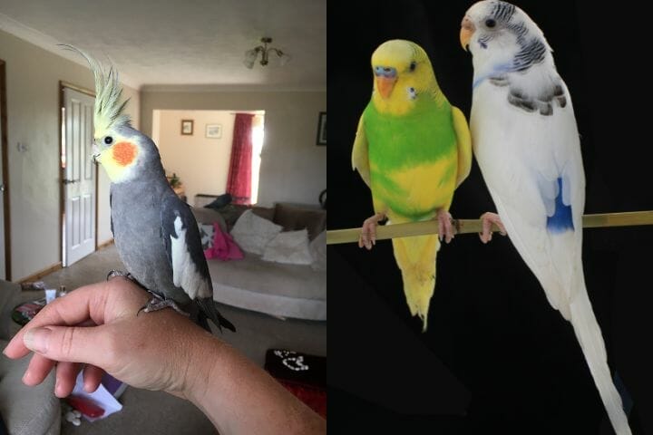 Cockatiel Vs Budgie - Most Important Differences