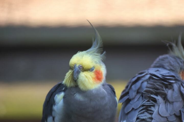 The Complete Guide To Common Cockatiel Diseases And Remedies