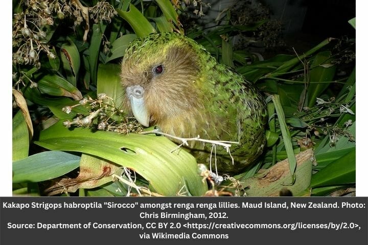 Kākāpō: Flightless Parrot From New Zealand