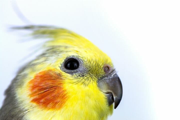 Common Cockatiel Diseases And Remedies