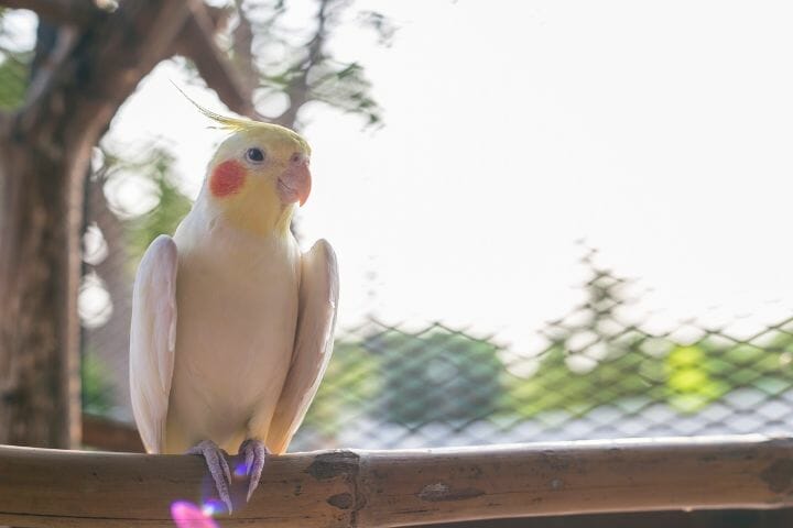 Common Cockatiel Diseases And Remedies
