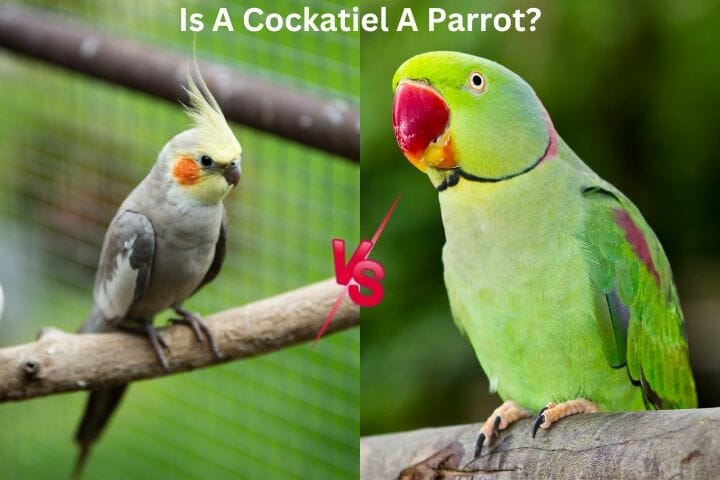 are parrots smarter than dogs