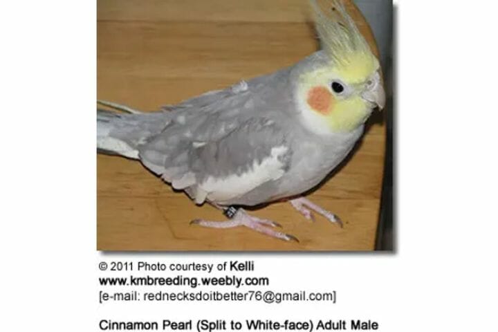 Cockatiel bird sales male female