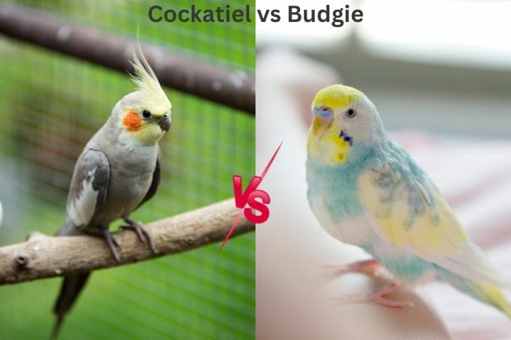 Is A Cockatiel A Parrot